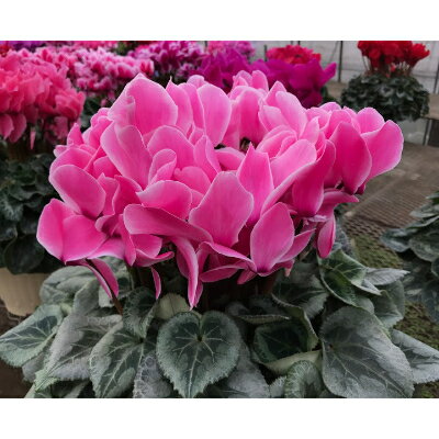 東京都瑞穂町の画像3