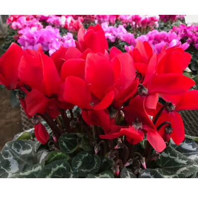 東京都瑞穂町の画像2