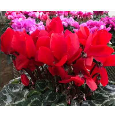 東京都瑞穂町の画像2