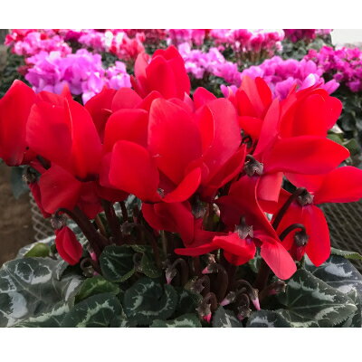 東京都瑞穂町の画像2