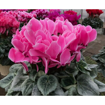 東京都瑞穂町の画像3