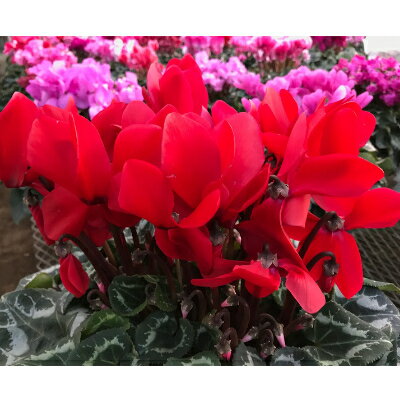 東京都瑞穂町の画像2