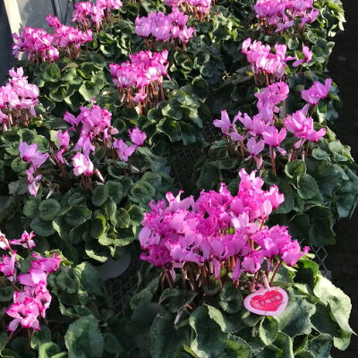 東京都瑞穂町の画像2