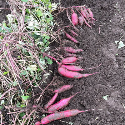 東京都瑞穂町の画像2