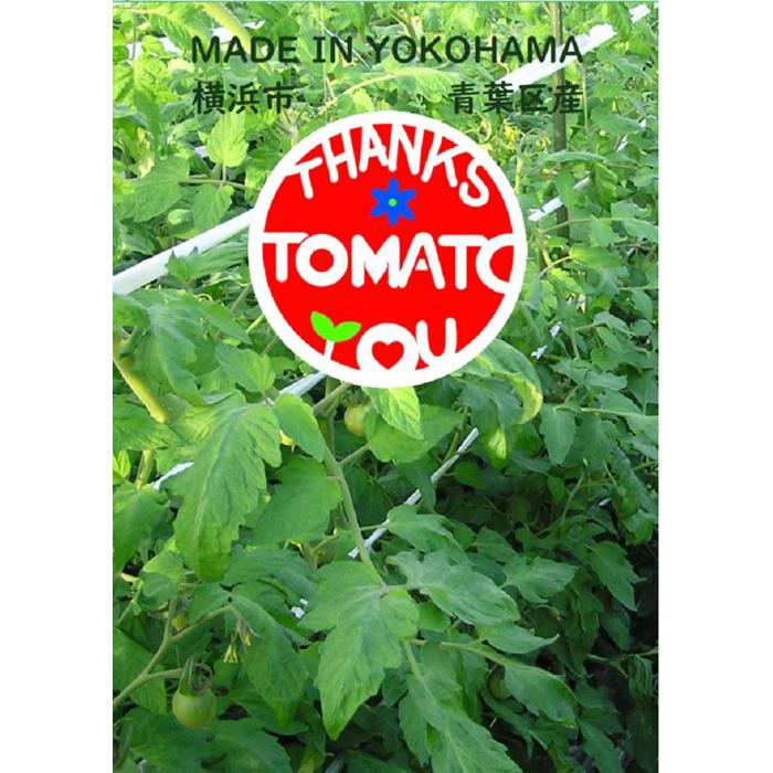 【ふるさと納税】横浜育ち 『Thanks TOMATO』フルーツミニトマト | 野菜 やさい 食品 人気 おすすめ 送料無料 数量限定