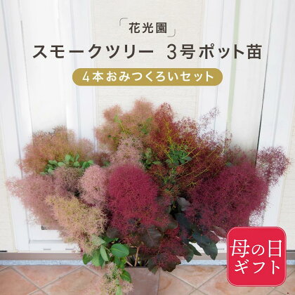 【母の日ギフト】スモークツリー3号ポット苗 4本おみつくろいセット〈花光園〉 | 母の日 ギフト対応 母の日ギフト ギフト プレゼント 贈答用 贈り物