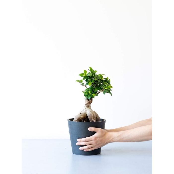 【ふるさと納税】【鉢付き】ガジュマル Sサイズ【鉢のカラーを選択してください】 | 植物 プラント 人..