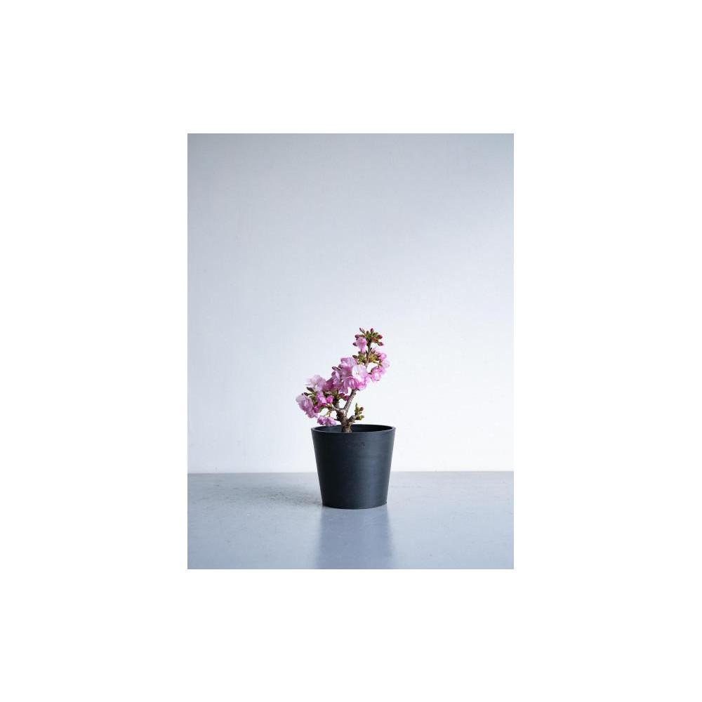 [鉢付き]サクラ テーブル Mサイズ[鉢のカラーを選択してください] | 植物 プラント 人気 おすすめ 送料無料