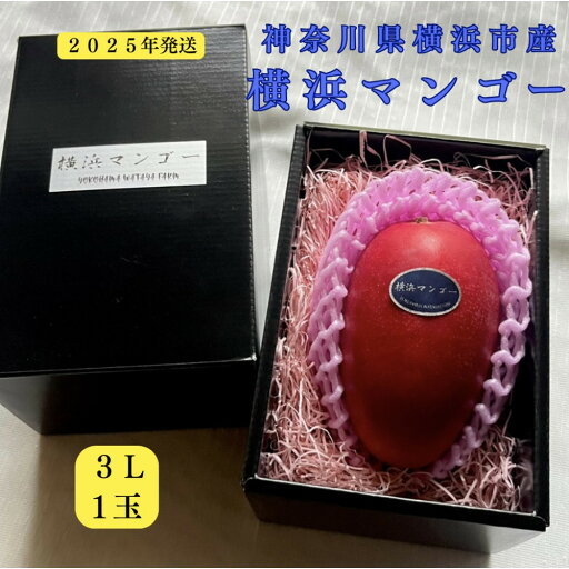 【ふるさと納税】横浜マンゴー 横浜産完熟マンゴー アーウィン種 3L(450〜509g程度) | フルーツ 果物 くだもの 食品 【ふるさと納税】横浜マンゴー 横浜産完熟マンゴー アーウィン種 3L(450〜509g程度) | フルーツ 果物 くだもの 食品