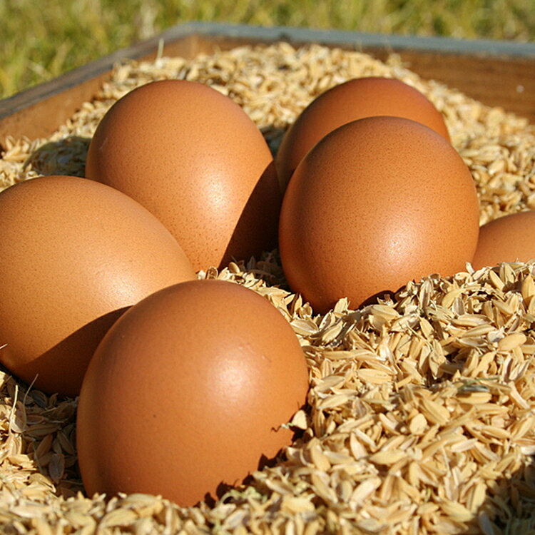 【ふるさと納税】《かながわブランド認定》平飼い有精卵さがみっこ | 平飼い ケージフリー 卵 有精卵 鶏卵 玉子 たまご 生卵 国産 濃厚 コク 旨味 ※離島への配送不可