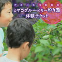 【ふるさと納税】【時間無制限 食べ放題コース】ブルーベリー狩り体験 大人1名 | ブルーベリー 摘み取り 体験 ブルーベリー狩り フルーツ狩り 食べ放題 時間 ...