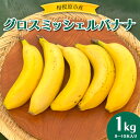 【ふるさと納税】【お中元】相模原産 グロスミッシェルバナナ 1kg |ばなな バナナ 皮まで食べられる 皮ごと 果物 くだもの フルーツ 国産 甘い 希少 朝食 神奈川 相模原 さがみはら ※2025年4月中旬頃より順次発送予定(4)