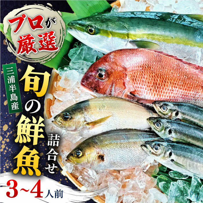 魚 旬のおまかせ 鮮魚 厳選詰め合わせセット 3〜4人前(2〜3魚種) 新鮮 さかな お魚 水産物 食べ比べ 季節 旬 横須賀 [長井水産株式会社][AKAJ002]