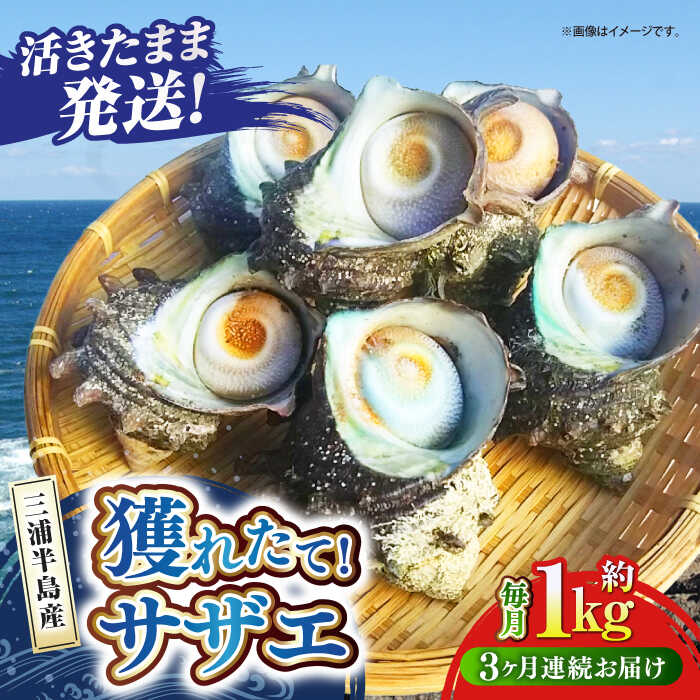 【ふるさと納税】【全3回定期便】サザエ 1kg 6〜10個 三浦半島 さざえ バーベキュー BBQ 貝 直送 つぼ焼き 新鮮 獲れたて 魚貝類 魚介..