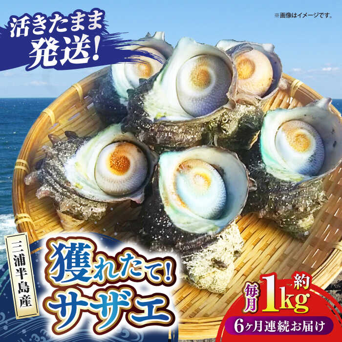 ڤդ뤵Ǽǡۡ6ءۥ 1kg 610 Ⱦ Ⱦ  С٥塼 BBQ ľ ĤܾƤ  ͤ줿...