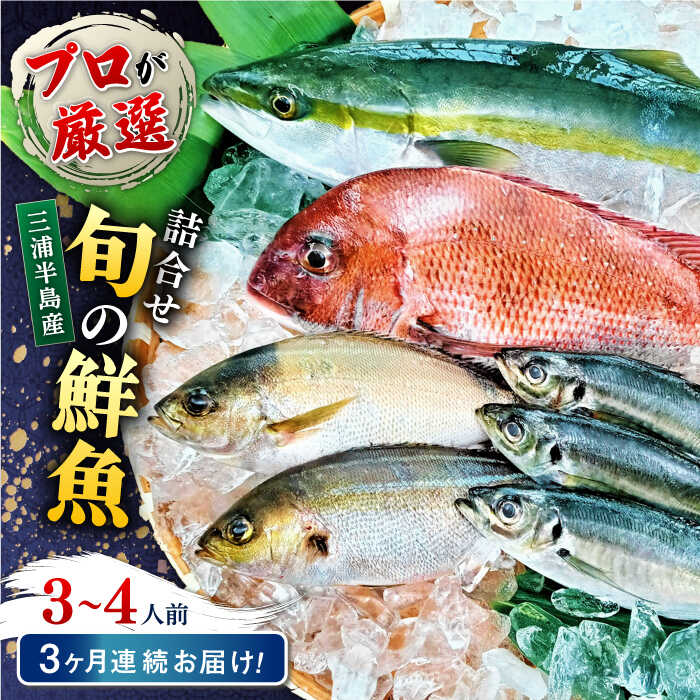 [全3回定期便]旬のおまかせ 厳選鮮魚セット 3〜4人前(2〜3魚種) 三浦半島産 旬の鮮魚 詰め合わせ セット プロが厳選 横須賀 鮮度抜群 海の幸 生魚 定期 海鮮 魚介 獲れたて[長井水産株式会社][AKAJ015]
