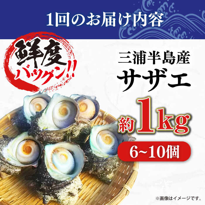 【ふるさと納税】【全12回定期便】サザエ 1kg 6〜10個 三浦半島【長井水産株式会社】[AKAJ025]