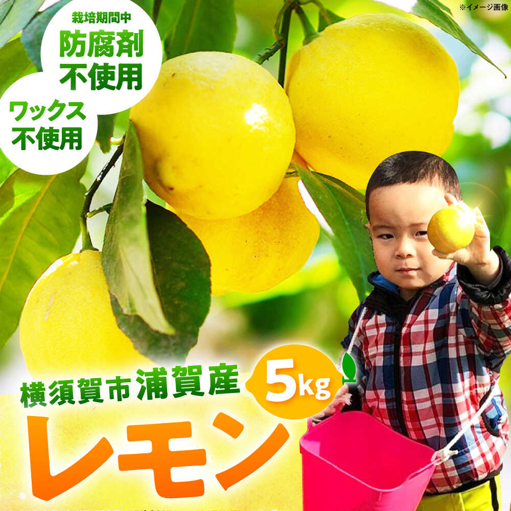 【ふるさと納税】【先行予約】【数量限定20セット】浦賀産 黄色レモン 5kg レモン れもん 檸檬 防腐剤不使用 ノーワックス 皮 国産 もぎたて まるごと 【...