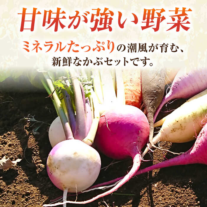 【ふるさと納税】【先行予約】葉付き かぶ 10玉 【鈴也ファーム】[AKCE016] 5000円 5千円 5千