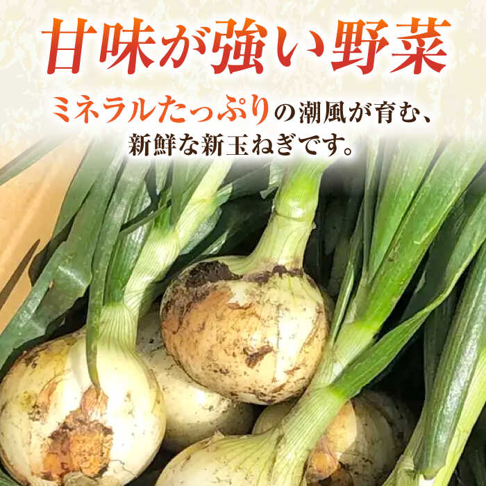 【ふるさと納税】【先行予約】【数量限定】新玉ねぎ　約5kg（3月〜4月）【鈴也ファーム】[AKCE019]