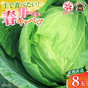 【ふるさと納税】【先行予約】よこすか 春キャベツ 8玉入り キャベツ 春キャベツ きゃべつ 野菜 旬 サラダ 採れたて 新鮮 国産 こだわり すかなごっそ 神奈...