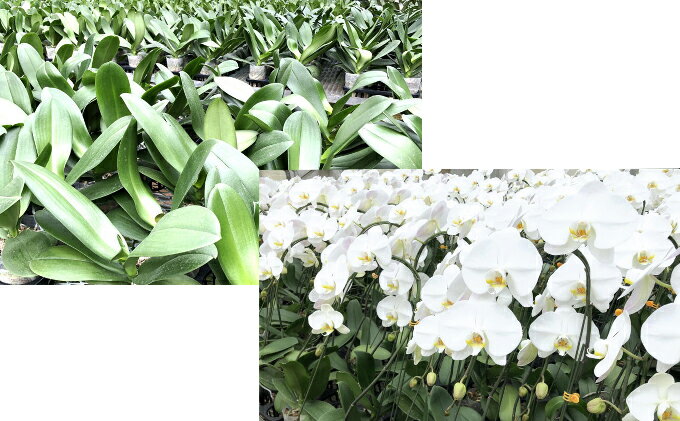 ふるさと納税 胡蝶蘭 白 3本仕立て 24 27輪 花 植木 神奈川県平塚市 ふるさと納税 胡蝶蘭 白 3本仕立て 24 27輪 花 植木 神奈川県平塚市