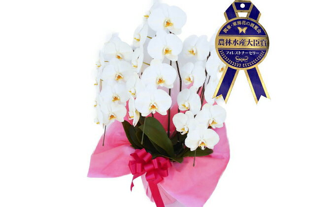 【ふるさと納税】胡蝶蘭　白　3本仕立て　24～27輪　※お届け不可地域あり 花 植木