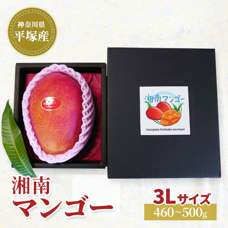 アップル マンゴー 3Lサイズ アーウィン種 湘南 平塚 お届け:2025年6月20日〜7月10日まで