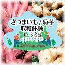 【ふるさと納税】 選べる 収穫体験 さつまいも 菊芋 1 ~ 3名 体験 芋掘り サツマイモ お土産 3kg お持ち帰り チケット 券 観光 レジャー 行楽シーズン 甘い スイーツ 秋の味覚 旬 やさい 野菜 アウトドア 自然 食育 ブタイモ カライモ 農園 観光 神奈川 湘南 藤沢