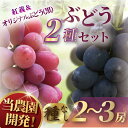 【ふるさと納税】 ぶどう 湘南オリジナルぶどうセット 産地直送 果物 くだもの デザート フルーツ 旬のフルーツ 葡萄 ブドウ 赤ぶどう 種無し 種なし 高級 ...