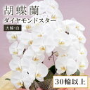 【ふるさと納税】 胡蝶蘭 大輪 白 ダイヤモンドスター 30輪 以上 蕾 含む 藤沢洋蘭 鉢植え 鉢花 ラン 観葉植物 花 hana 蘭 洋ラン 洋蘭 生花 お...
