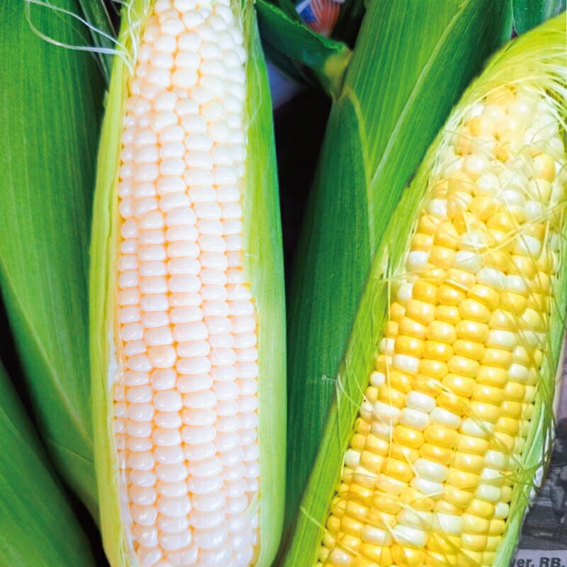 訳あり とうもろこし 計 10本 約 4 〜 5kg おまかせ 雪の妖精 ミルフィーユ 訳アリ 訳有 朝採り とれたて トウモロコシ 先行予約 2026年6月発送 コーン 新鮮 とうきび 国産 野菜 やさい 数量限定 農家直送 産地直送 神奈川 湘南 藤沢 フロムベジ湘南