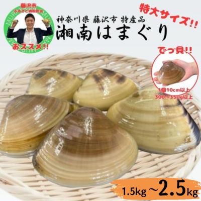 1位! 口コミ数「1件」評価「5」湘南はまぐり 1.5kg 冷凍 焼き蛤 酒蒸し お吸い物　炊き込みご飯 パスタ　【 魚貝類 海の幸 海鮮 国産 身入りが良い 肉厚 旨味 砂･･･ 