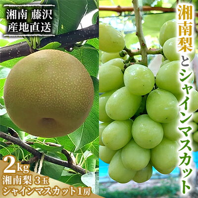 楽天市場】シャインマスカット ボンボン(食品)の通販 楽天市場】シャインマスカット ボンボン(食品)の通販
