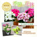 【ふるさと納税】【定期便年12回 季節の花鉢】農林水産大臣賞を受賞したフローリストがアレンジする 季節を知らせる花鉢【 花 お花 神奈川県 小田原市 】