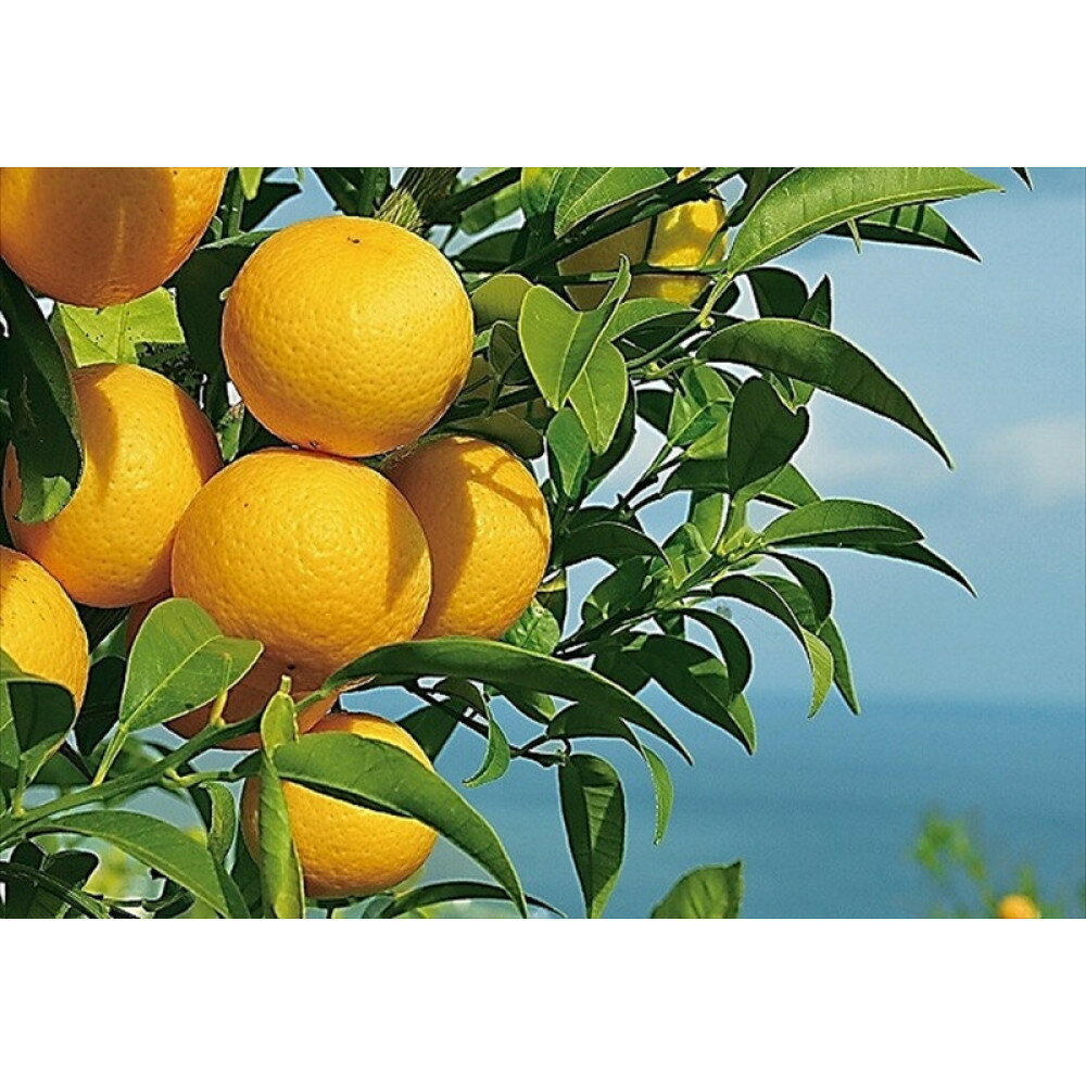 【ふるさと納税】〈希少商品〉神奈川生まれの柑橘 「湘南ゴールド」( 露地栽培)＜出荷開始：2026年3月6..