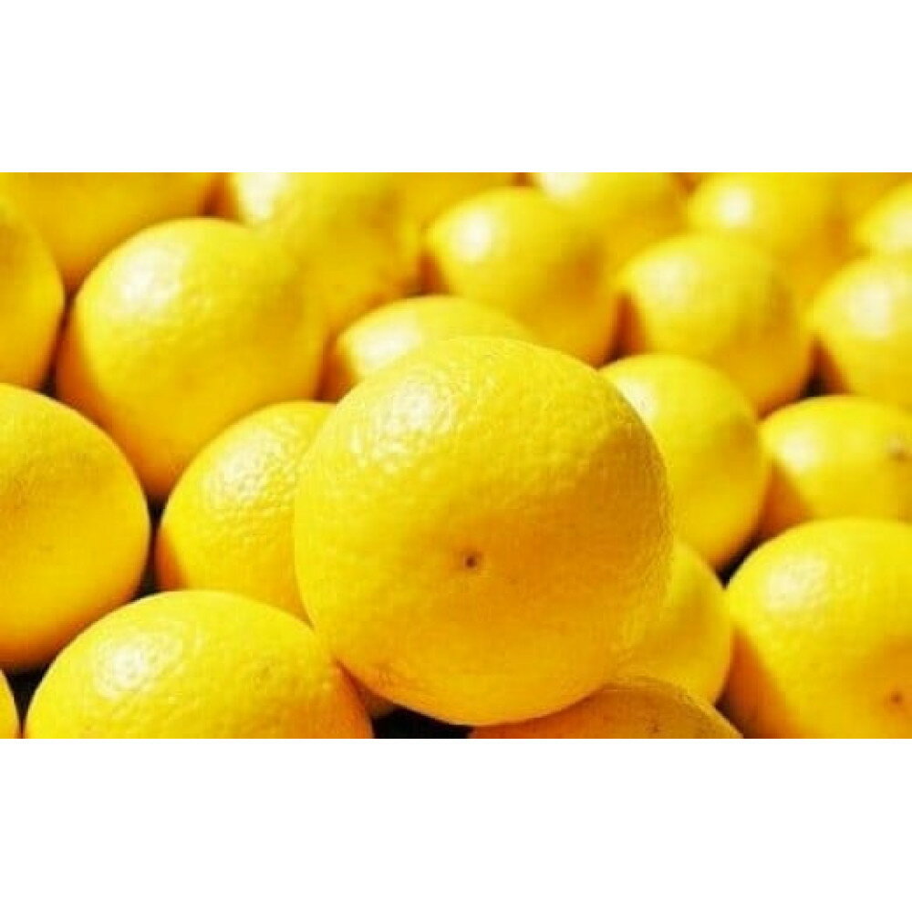 [超希少商品]神奈川生まれの柑橘 ハウス栽培の湘南ゴールド[出荷開始:2026年2月15日出荷開始〜2026年3月10日出荷終了][フルーツ オレンジ 果物 柑橘 贈答用 家庭用 自宅用 神奈川県小田原市]