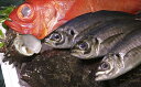 【ふるさと納税】小田原港水揚げ 鮮魚セットB
