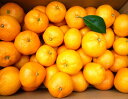 【ふるさと納税】あきさわ園の 土蔵熟成 蔵熟『蜜柑』みかん10kg