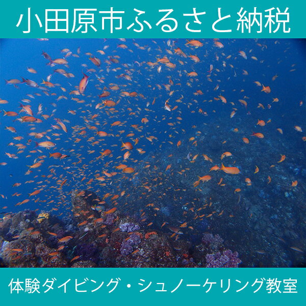 【ふるさと納税】海の中をのぞいてみよう！体験ダイビング・シュノーケリング教室【シュノーケリング レンタル ダイビングスクール 水着とタオルだけ 送迎付き 体験ダイビング&シュノーケリング教室【1日】ご招待券1名様分 神奈川県 小田原市 】