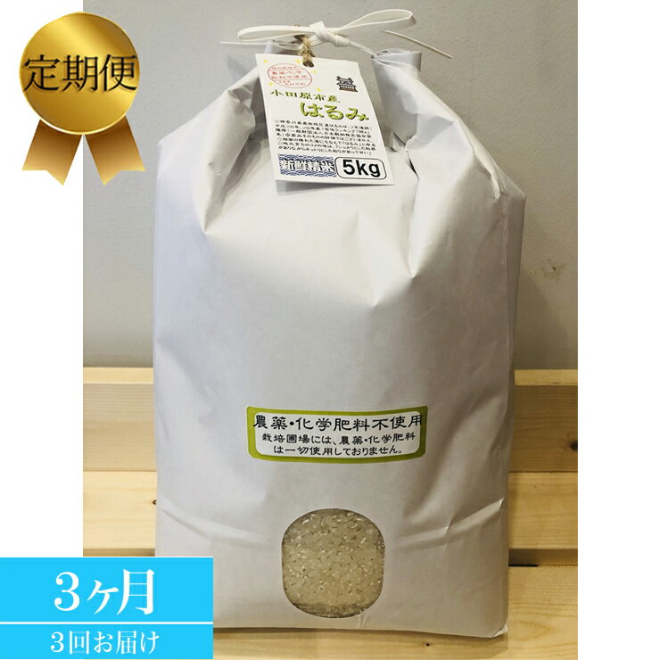 【ふるさと納税】【定期便 3ヶ月】 志村屋米穀店 令和5年産新米小田原市産 農薬・化学肥料不使用はるみ 新米 5kg＜出荷時期：10月中旬..