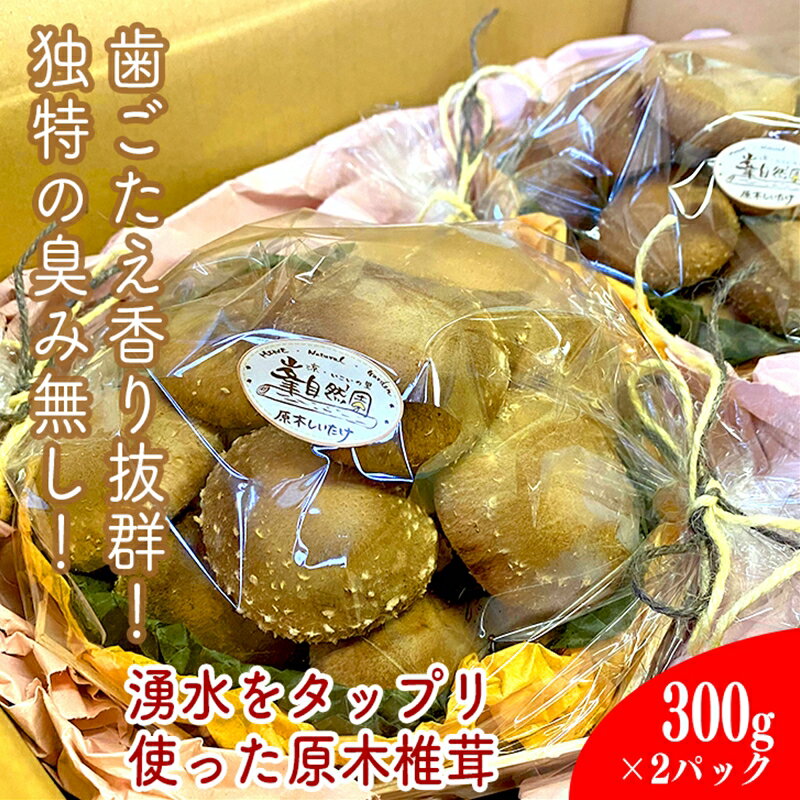 小田原の里山で湧水を贅沢に使って育てた原木生椎茸(300g×2パック)[野菜 きのこ キノコ 茸 シイタケ しいたけ 贈答用 ご家庭で 原木栽培 おすそ分け 神奈川県 小田原市 ]