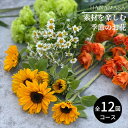 【ふるさと納税】素材を楽しむ季節のお花(全12回)【素材を楽しむ季節のお花 フラワーライフ 切り花セット 毎月お届け 花本来の長さ 季節のお花 ご自宅にお届け ...