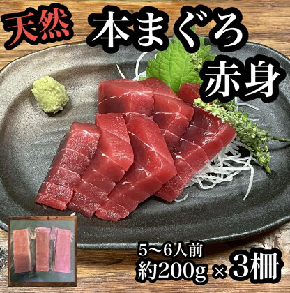 貴重な天然本鮪 赤身 約200g×3柵 約5〜6人前●マグロの中心部天身を使用！【赤身 天身 惣菜 海鮮 お取り寄せ 御中元 お中元 お歳暮 父の日 母の日 贈り物 日本酒 焼酎】【神奈川県小田原市早川】