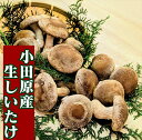 【ふるさと納税】小田原産高級しいたけ「海の香・山の香」 香り高く肉厚でみずみずしい 500gお届け【 野菜 きのこ キノコ 茸 シイタケ しいたけ 贈答用 ...