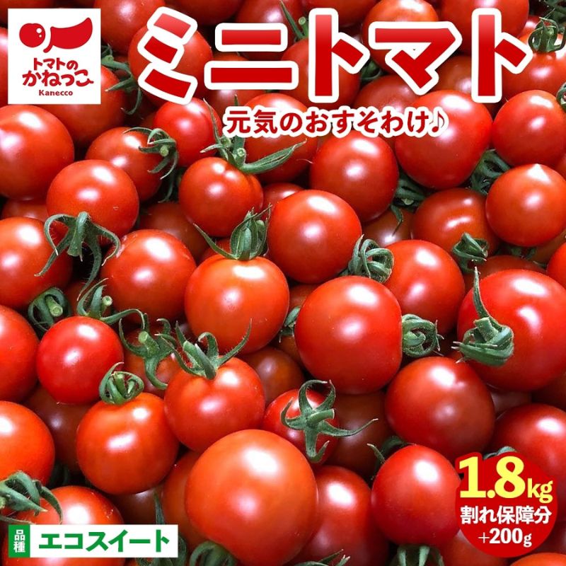 美味しさで笑おっ!トマトで笑おっ! エコスイート 1.8kg+200g 割れ保障 トマト とまと 夏野菜 旬 完熟 甘い プチトマト 採れたて 新鮮 産地直送 お取り寄せ 濃厚 トマトのかねっこ 神奈川県 茅ケ崎市 お届け:2025年11月上旬〜2026年6月下旬まで