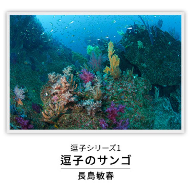 写真家長島敏春　オリジナルプリント「逗子シリーズ1　逗子のサンゴ」フレーム付き　