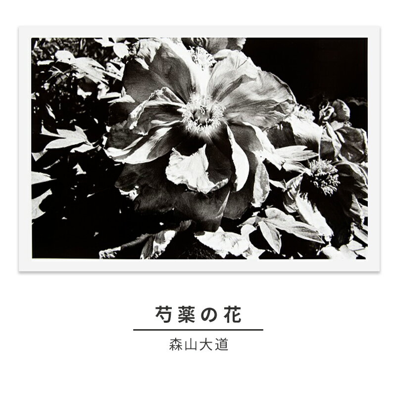 zushi art gallery森山大道写真作品「芍薬の花」(写真集『光と影』1982年より) [インテリア・森山大道・写真作品・作品・写真]