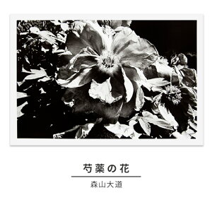【ふるさと納税】zushi art gallery森山大道写真作品「芍薬の花」（写真集『光と影』19...