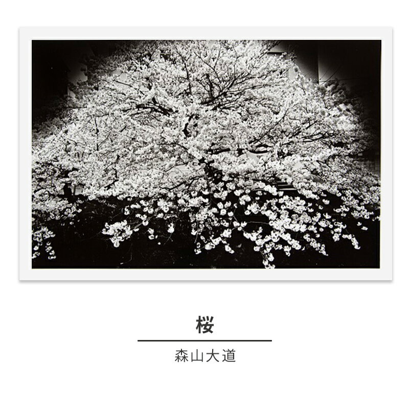 zushi art gallery森山大道写真作品「桜」（写真集『光と影』1982年より）　【インテリア・森山大道・写真作品・作品・写真】